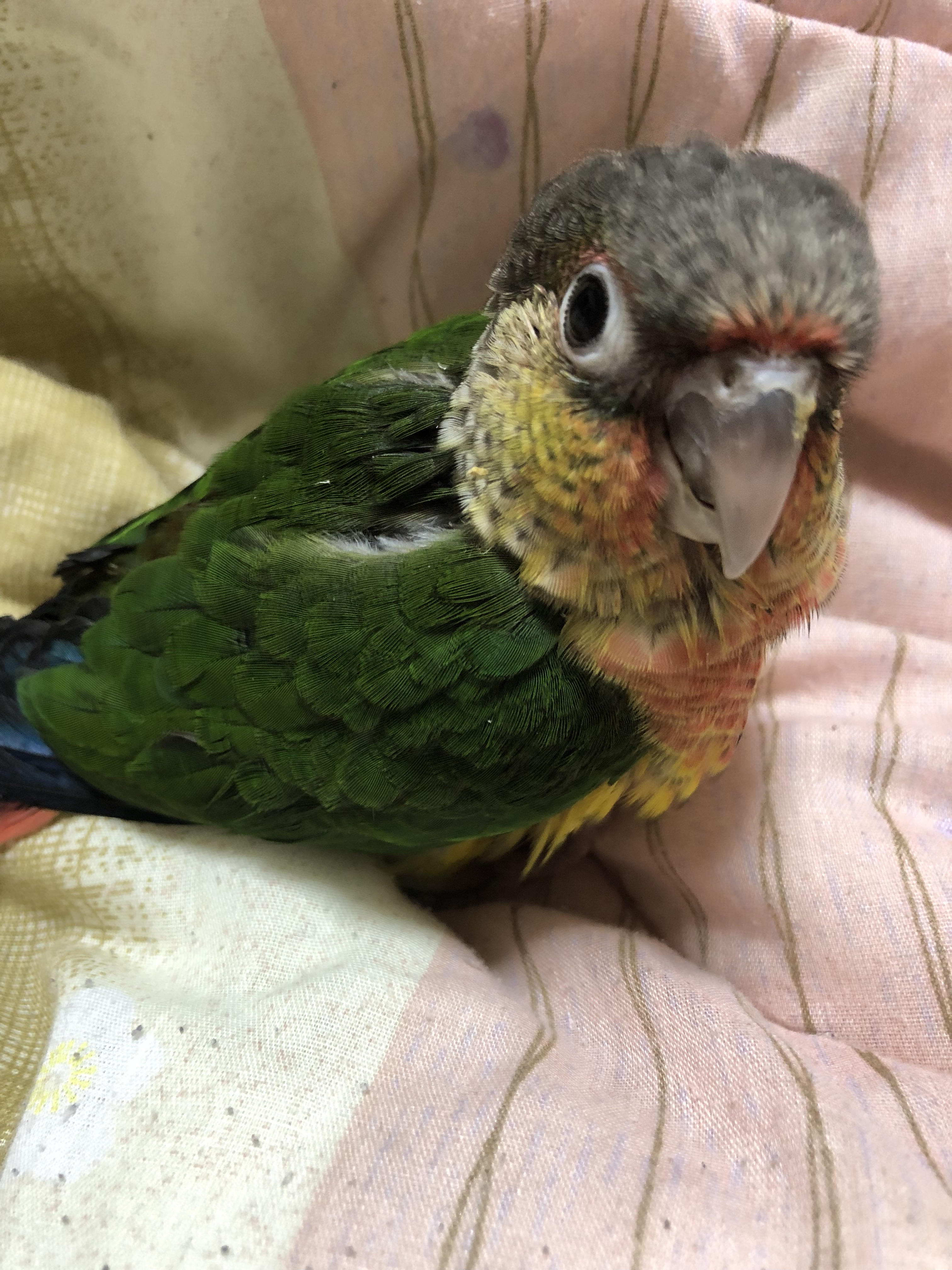 インコのエンくんです☆