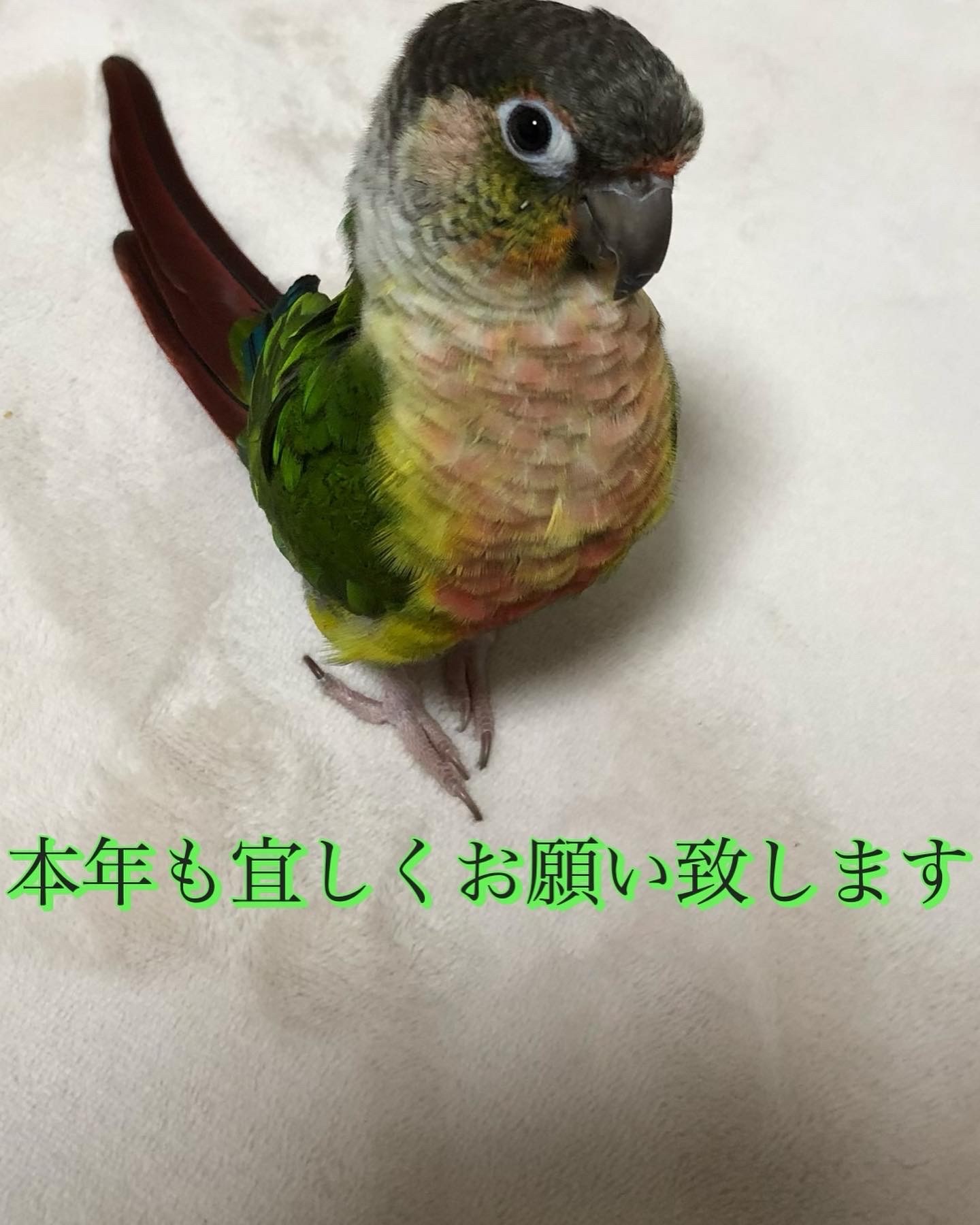 あけましておめでとうございます